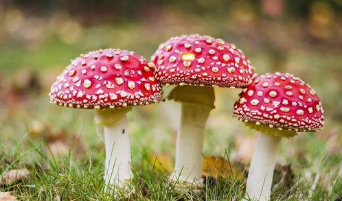 吃瓜视频黑料蘑菇视频,吃瓜视频与蘑菇视频背后的真相